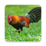 Logo of Red junglefowl sounds android Application 