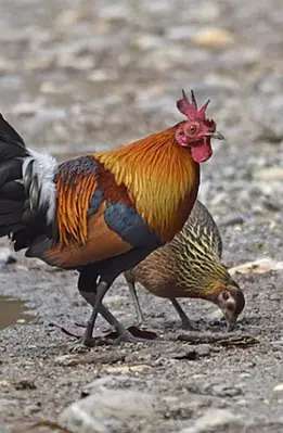 Red junglefowl sounds android App screenshot 3